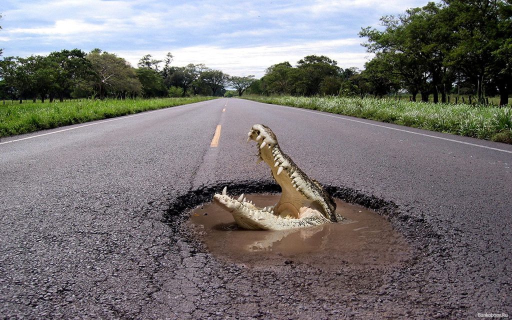 Gator In The Road - Funny Wallpaper