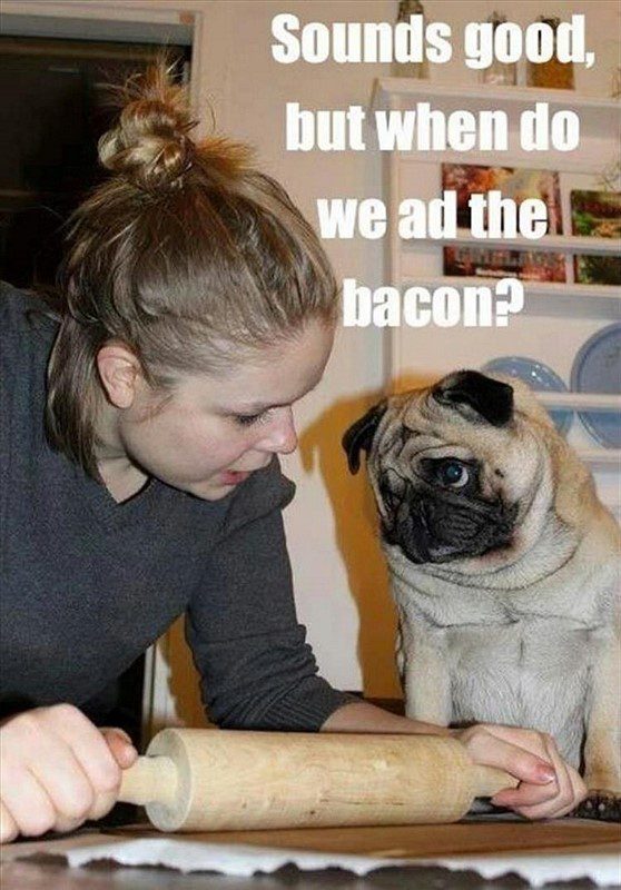 Add The Bacon - funny animal pic