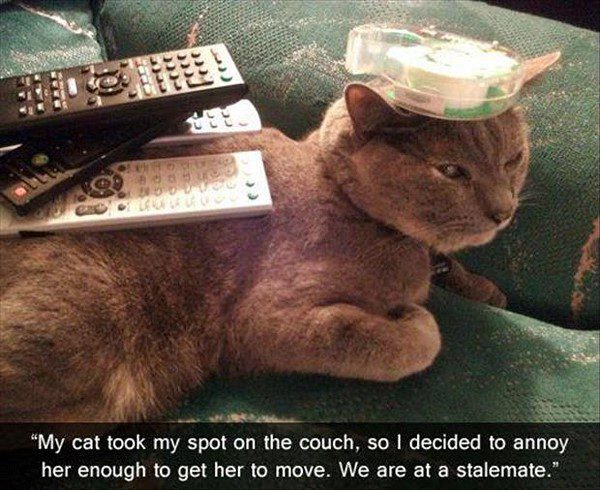Annoying The Cat - funny animal picture