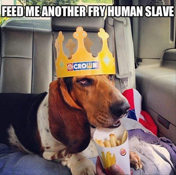Feed Me Another Fry - funny dog picture