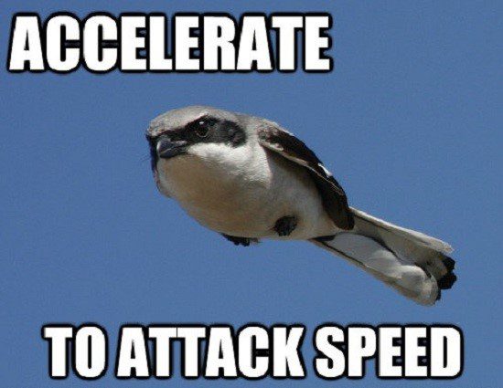 Accelerate To Attack Speed - Bird Flying Fast