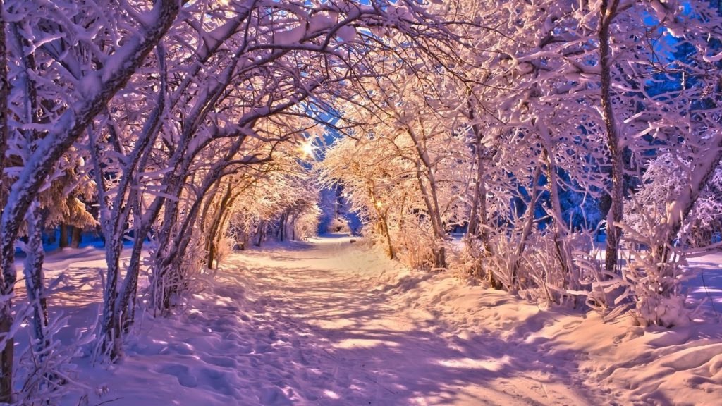 Under Trees In The Snow - winter wallpaper desktop background
