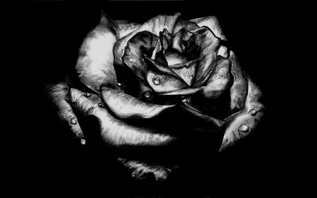 Black And White Rose Wallpaper Background