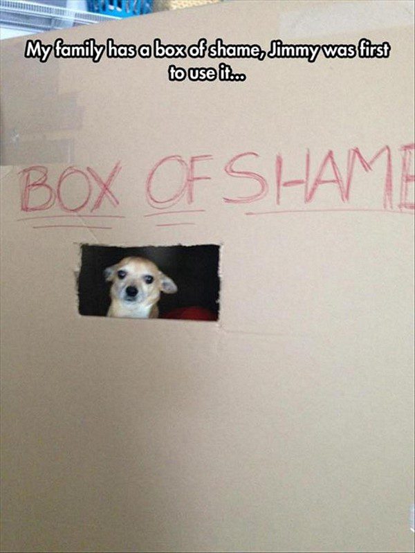 In The Box Of Shame - Funny dog picture