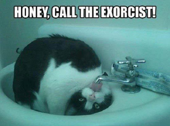 Call The Exorcist - Funny Cat Meme - Caption Picture