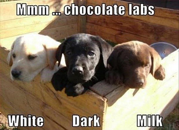 Chocolate Labs - Funny Animal Picture
