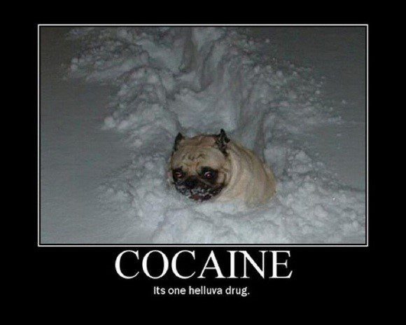 Snow Pug - funny dog in the snow caption photo funny