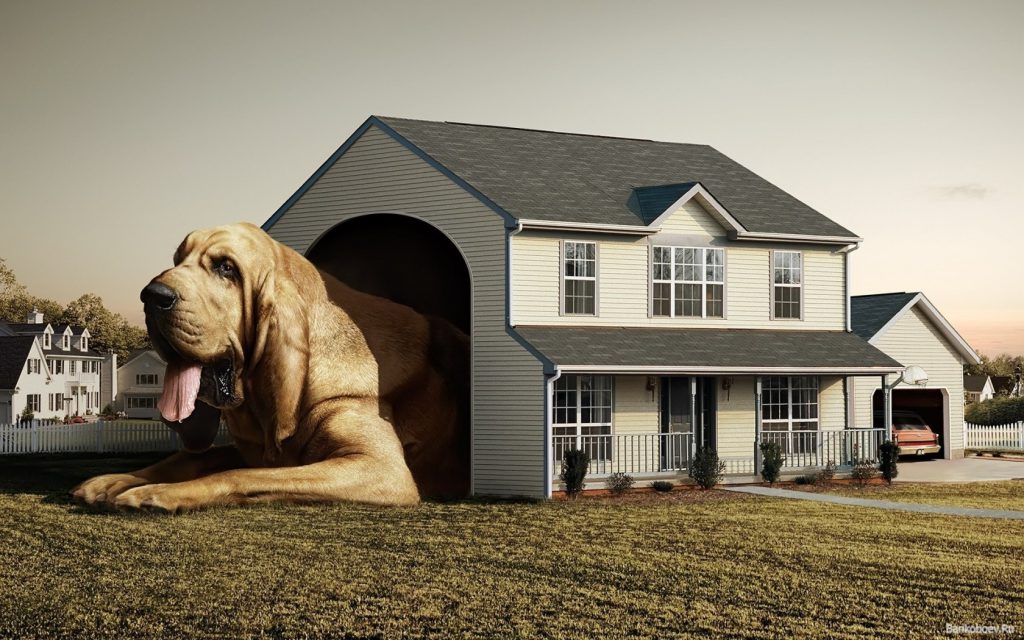 Giant Dog In Giant Dog House - funny wallpaper - funny desktop background