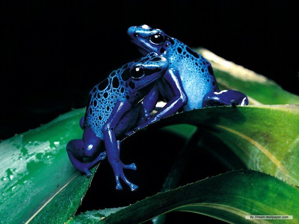 Cool Frogs On A Leaf - Desktop background