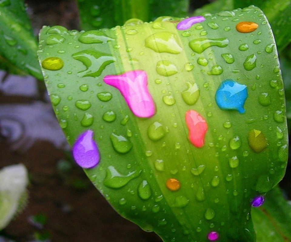 HD Water Colorful Water Droplets On A Leaf - Wallpaper Background