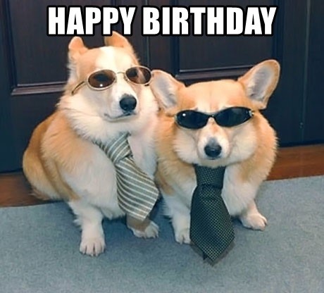 corgi dog birthday meme