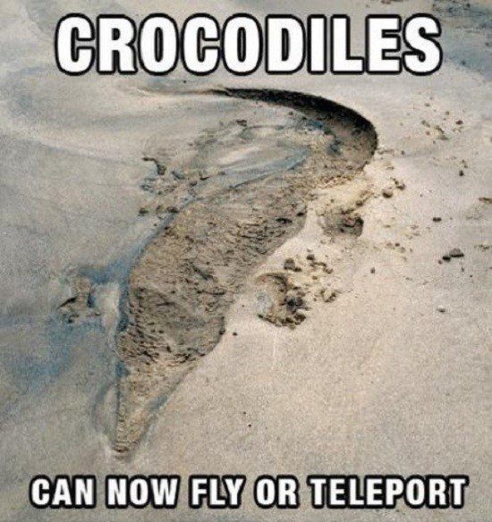 Crocodiles Can Now Fly Or Teleport - funny caption photo