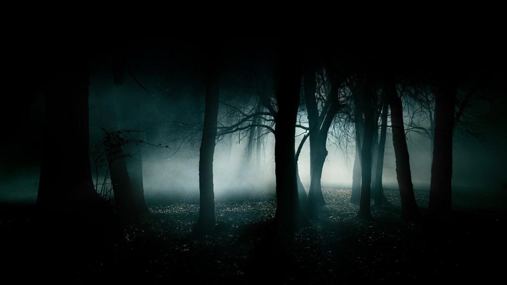 Foggy Night - forest fog trees