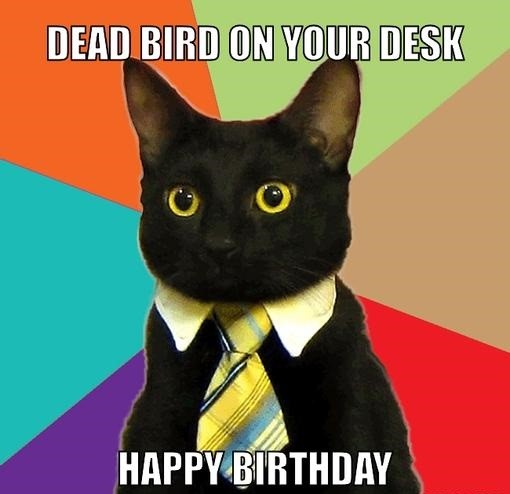 business cat - birthday meme