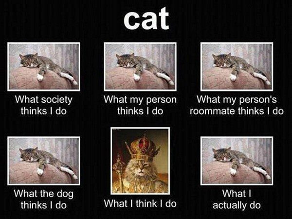 How Cats Are
