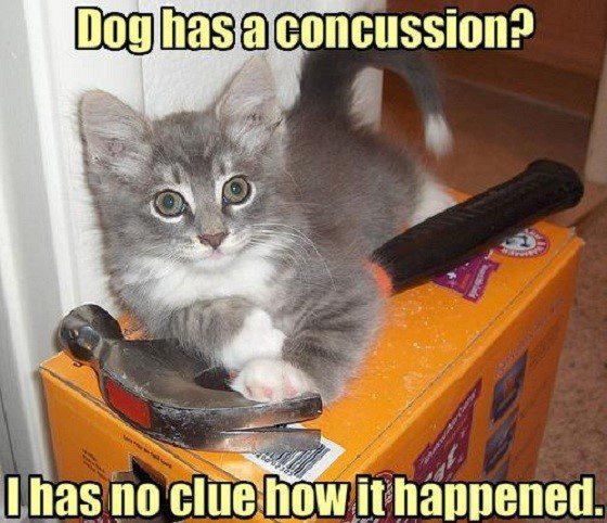 Dog Has A Concussion?