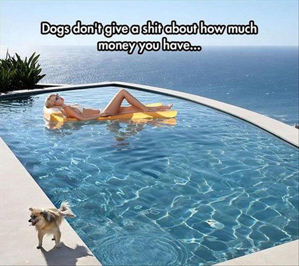 Dogs Don't Care - funny animal picture