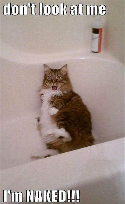Cat in the bath - funny animal picture