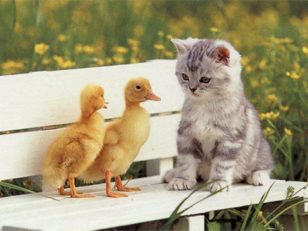 Cute Kitten With Baby Ducks on a Bench - Wallpaper - Background