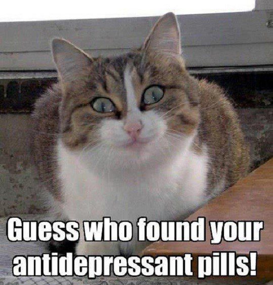 Guess Who Found Your Antidepressant Pills! - funny cat caption photo