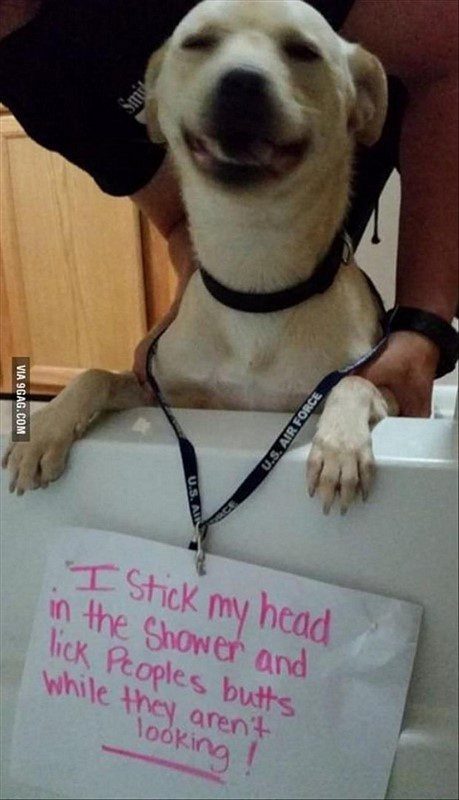 Funny dog shaming photo - animal picture
