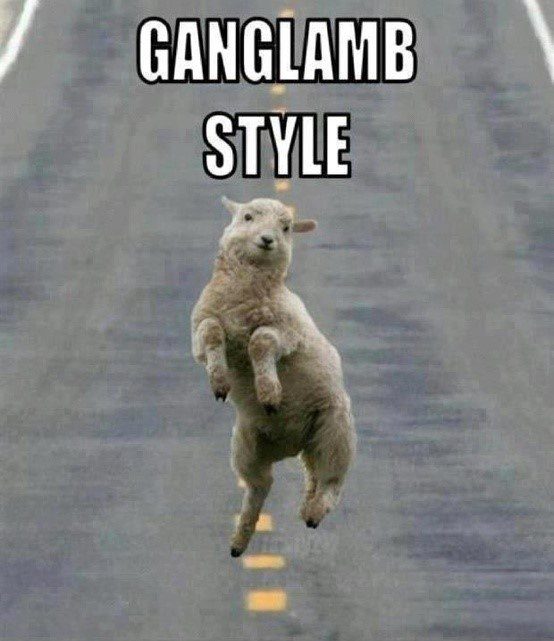 Ganglamb Style - Funny Caption Photo