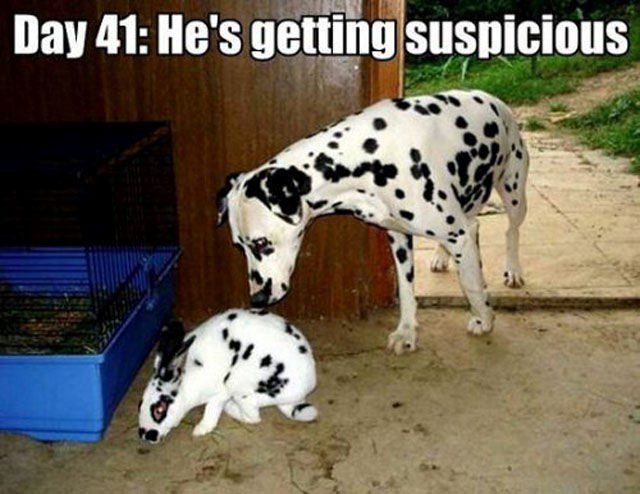 Day 41: He's Getting Suspicious - funny image meme