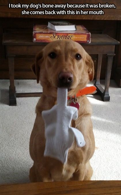 Took My Dogs Bone - Funny Photo