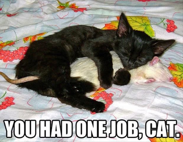 You Had One Job, Cat. - funny meme image