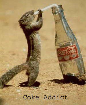 Having A Coke - Funny Photo