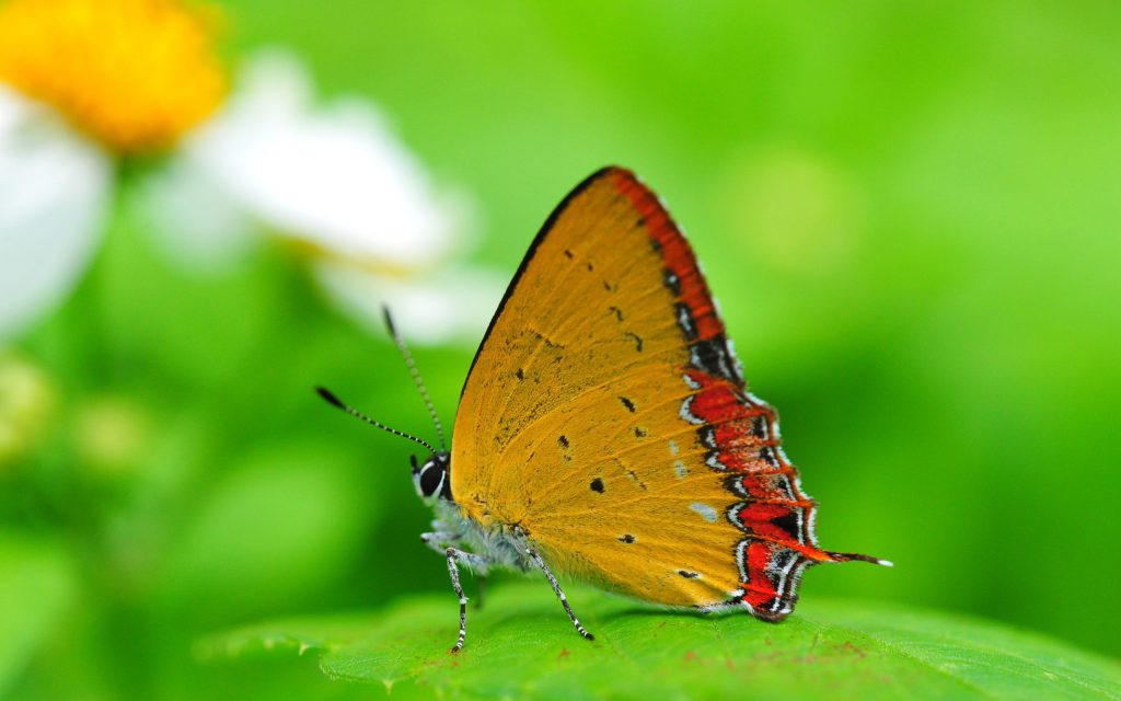 HD Butterfly Wallpaper Background - butterfly sitting on a green leaf