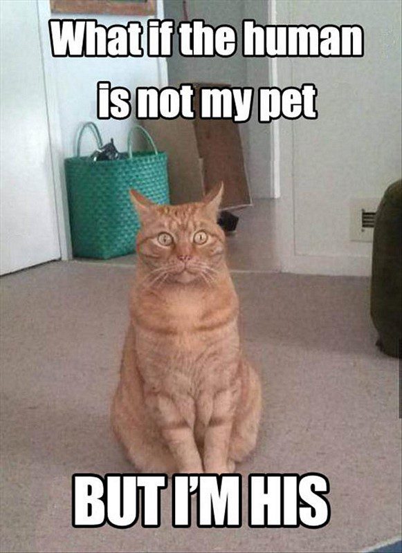 What If The Human Is Not My Pet? - funny cat animal picture