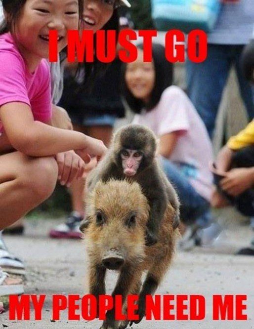 Monkey Riding A Boar - Funny Caption Photo