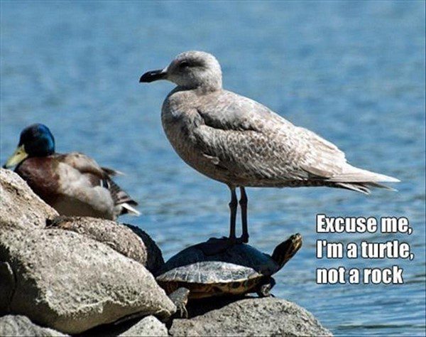 Excuse Me, I'm a Turtle - funny bird standing on a turtle