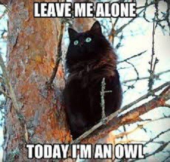 Leave Me Alone, I'm An Owl - Funny Cat Picture