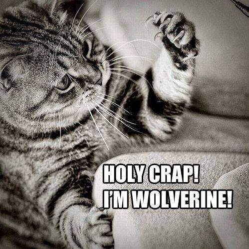 I'm Wolverine! - Funny Cat animal picture