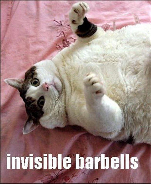 Invisible Barbells - Funny Cat - animal picture