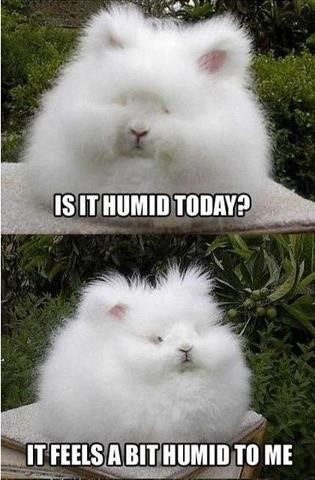 Is It Humid Today? - really funny picture