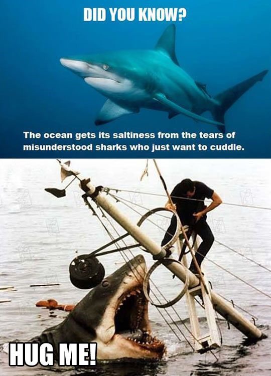 Sharks Just Want To Cuddle - Funny Photo