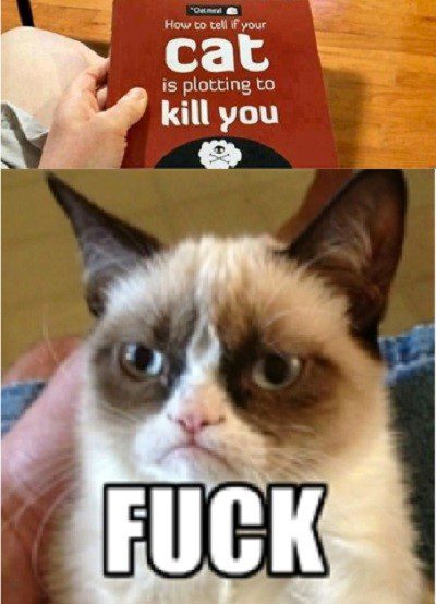 How To Tell If Your Cat Is Plotting To Kill You - Grumpy Cat Meme