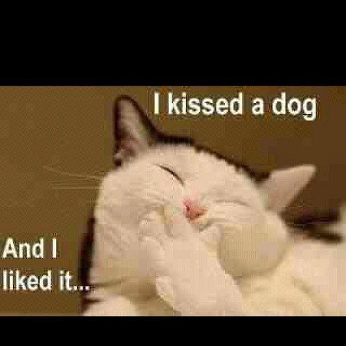 I Kissed A Dog And I Liked It - Funny Cat Caption Photo