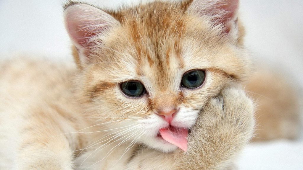 Adorable Kitten Wallpaper - kitten licking her paw - Background