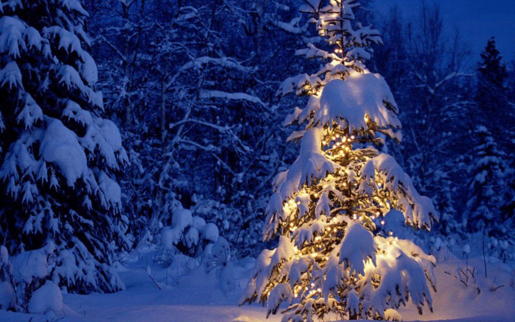 Snowy Tree With White Christmas Lights - winter wallpaper background