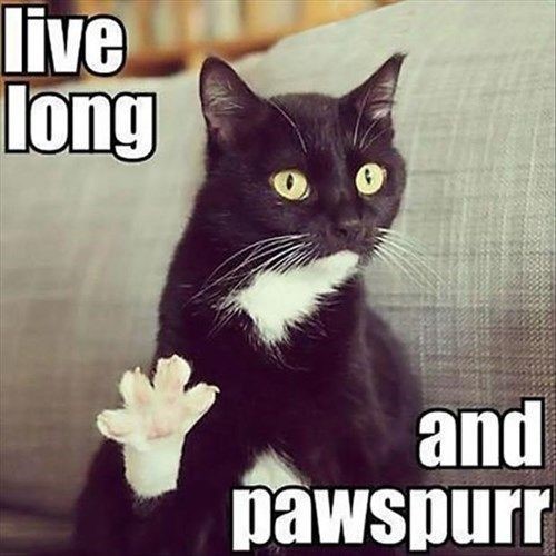 cat birthday meme - live long and pawspurr