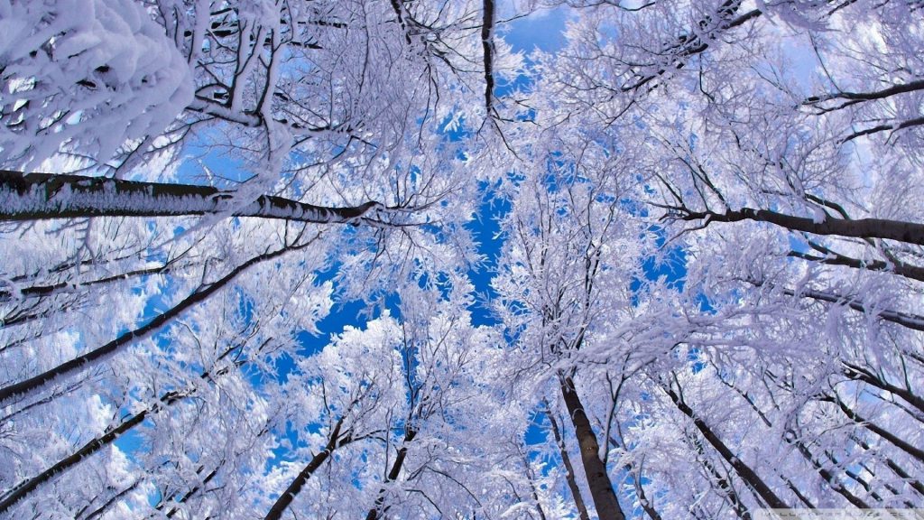 Looking Up Into The Trees - snow winter wallpaper background