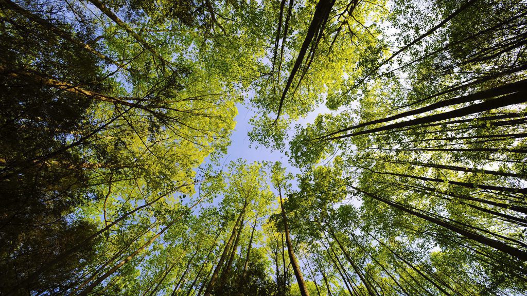 Looking Up In The Forest Trees - Wallpaper Background