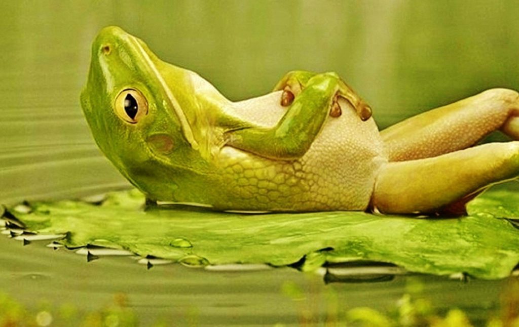 Lounging Frog Wallpaper - Funny Desktop Background