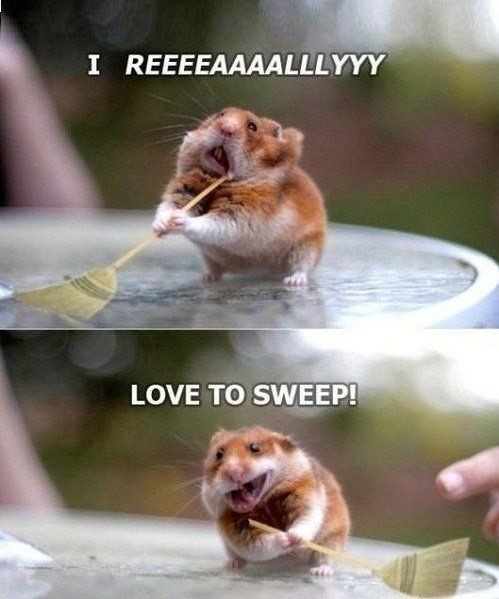 Loves To Sweep - funny picture
