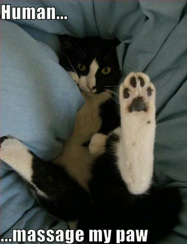 Human, Massage My Paw - funny cat animal picture