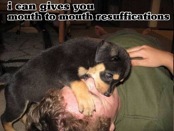 Mouth To Mouth Resuffications - funny puppy picture meme